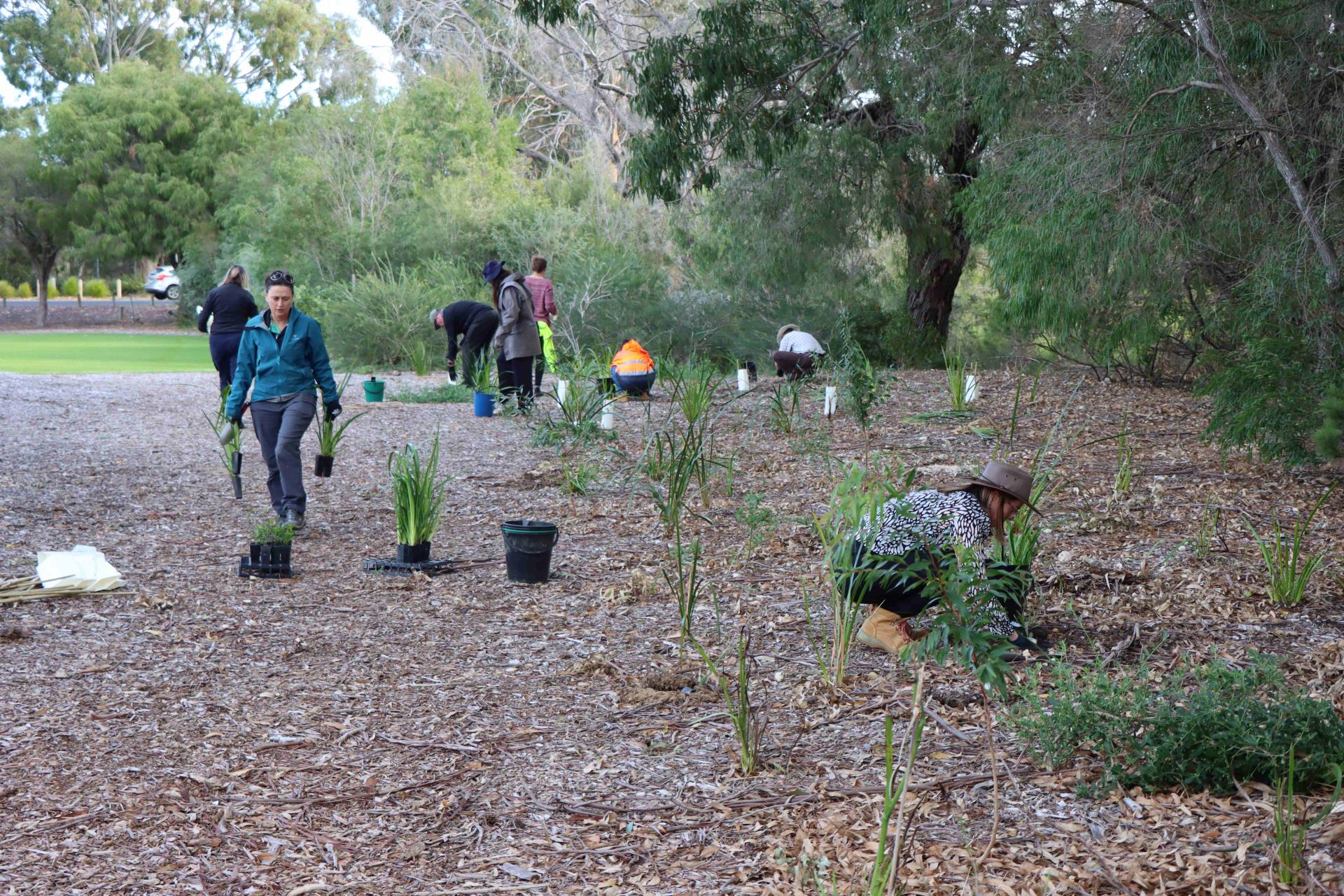 City staff planting seedlings along the rivers edge