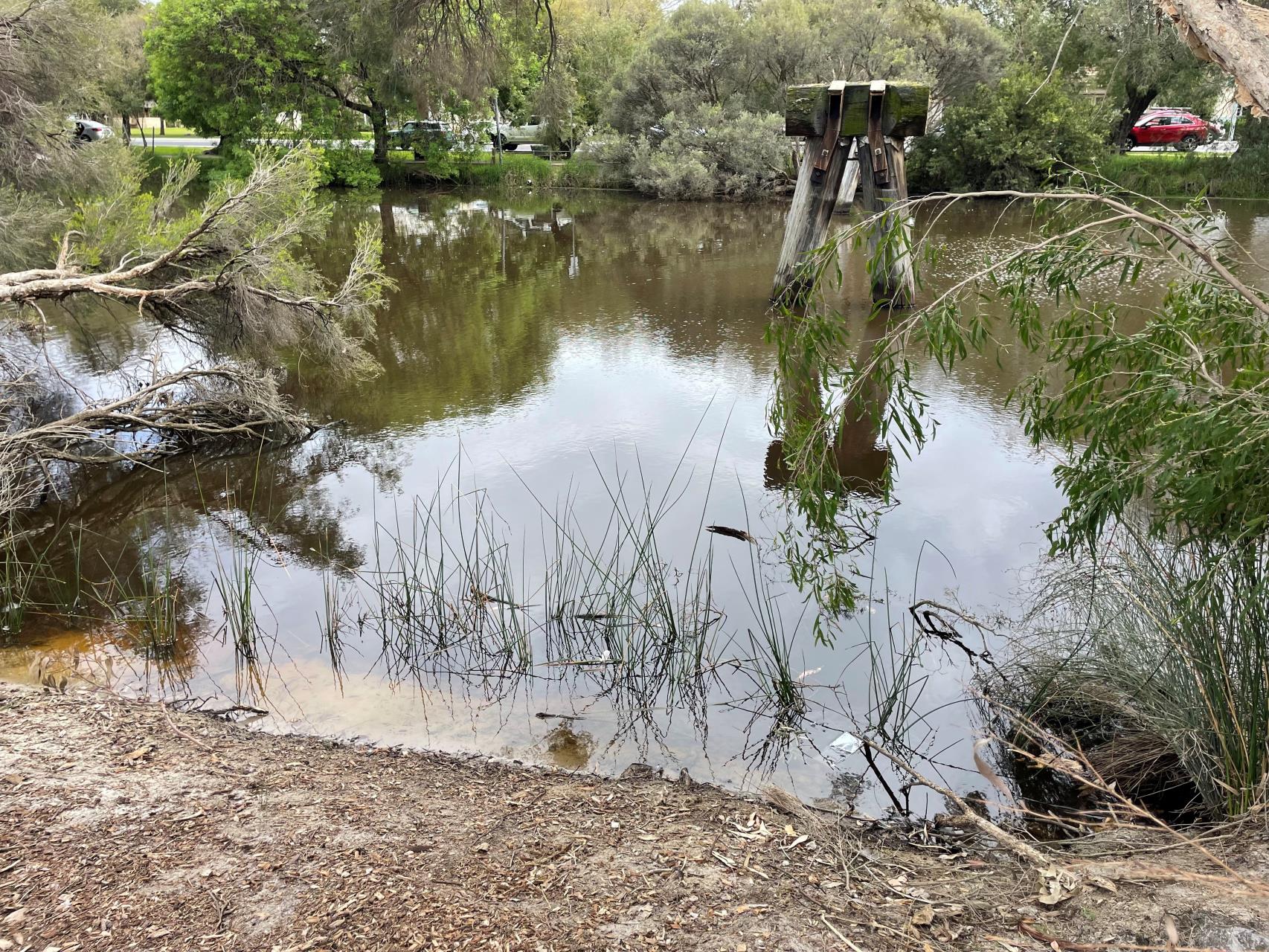 Plants growing in the riverbed 