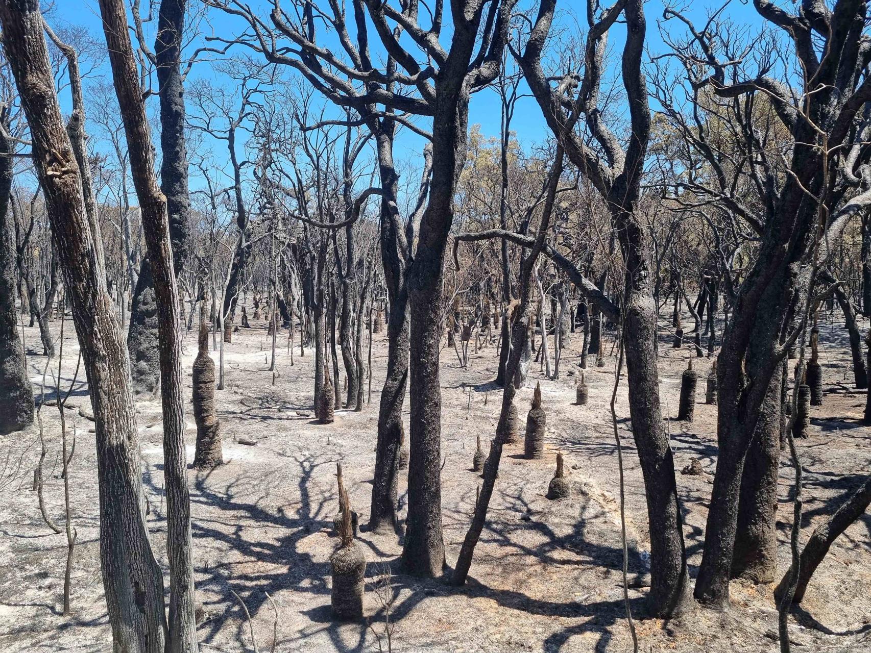 Burnt trees in the Marri Reserve after the February bushfire