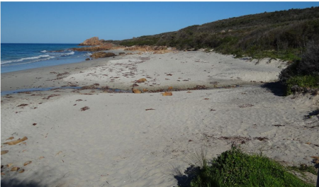 Sandy Beaches - Playgrounds or Unique Ecosystems